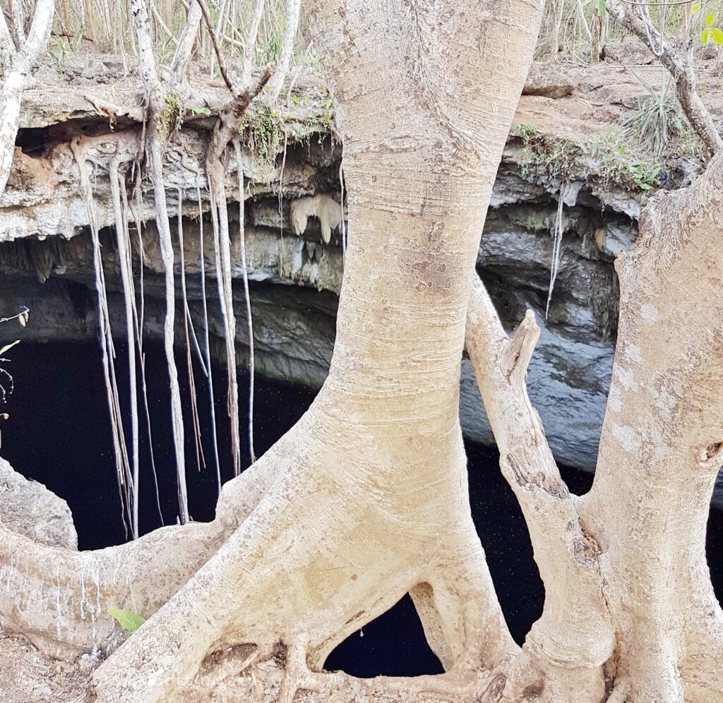 view through roots down to a cenote