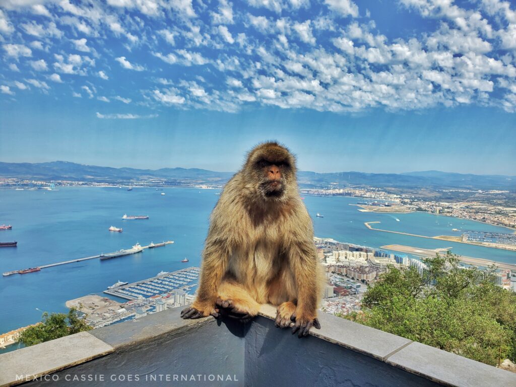 macaque on a wall, ocean and land behind