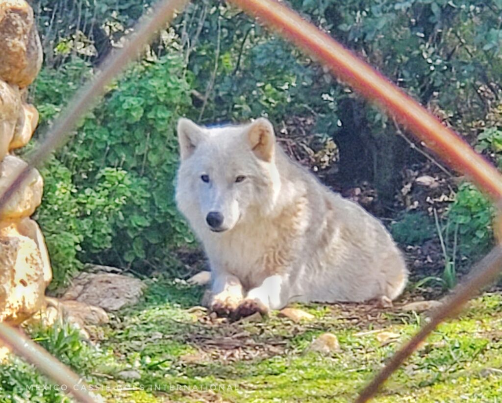 white wolf staring at camera, lying down. photo taken through wire fence