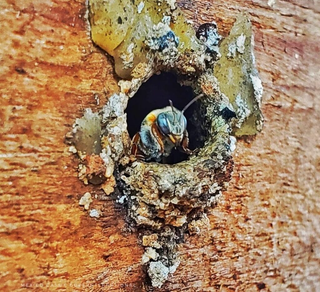 gros plan d'une abeille melipona à l'entrée de sa boîte