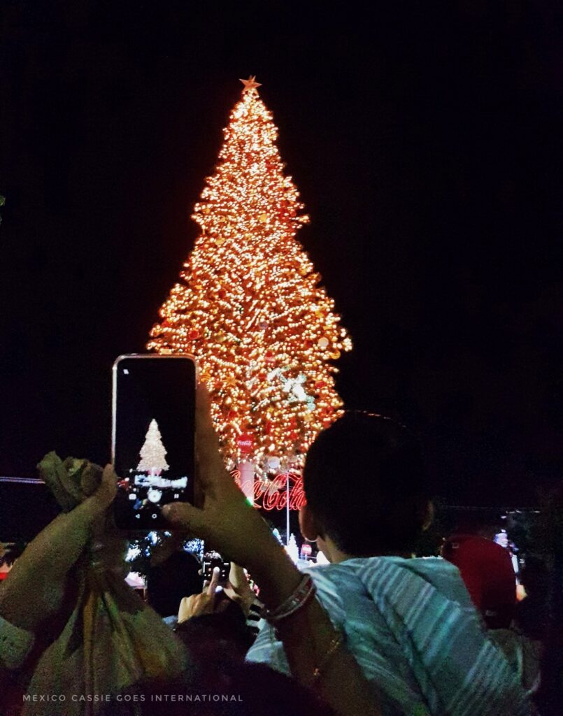 christmas covered in lights against dark background. person in the foreground holding up a phone with photo of same tree
