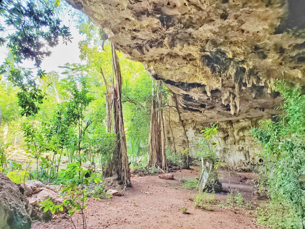 looking out of a cave at bright green jungle