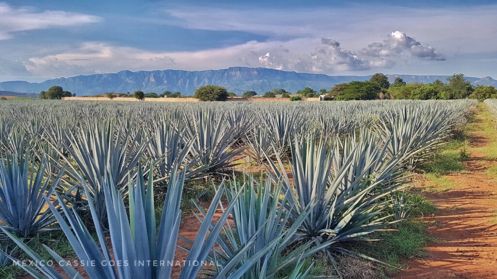 agave plants all the way to mountains in distance