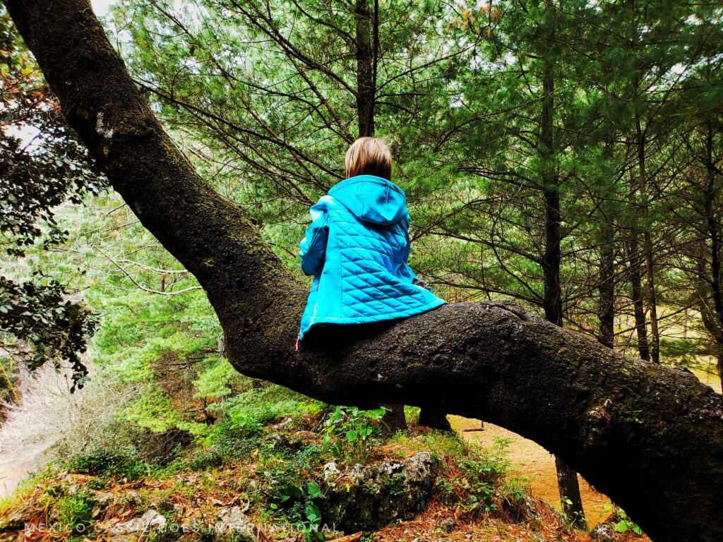 kid in turquoise jacket sitting on horizontal tree branch in forest
