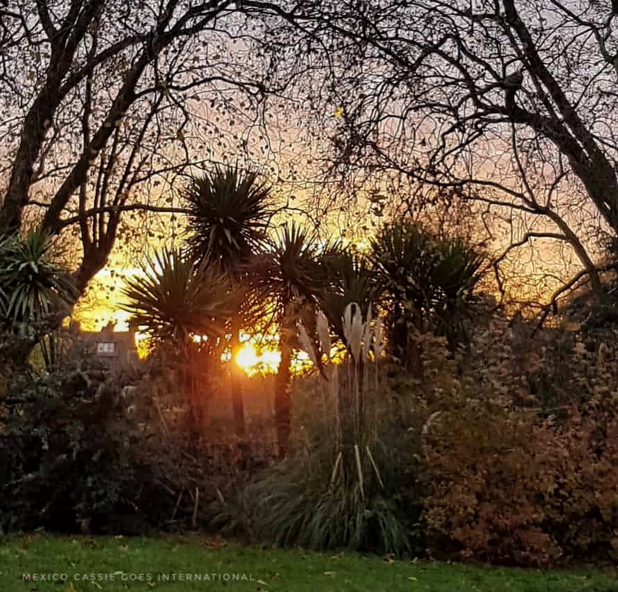 sun setting through palm trees in a south london park
