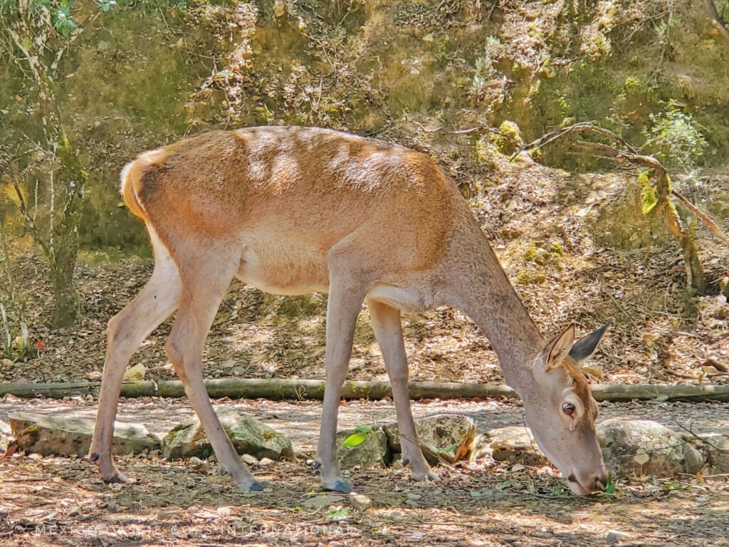 deer feeding on side of path