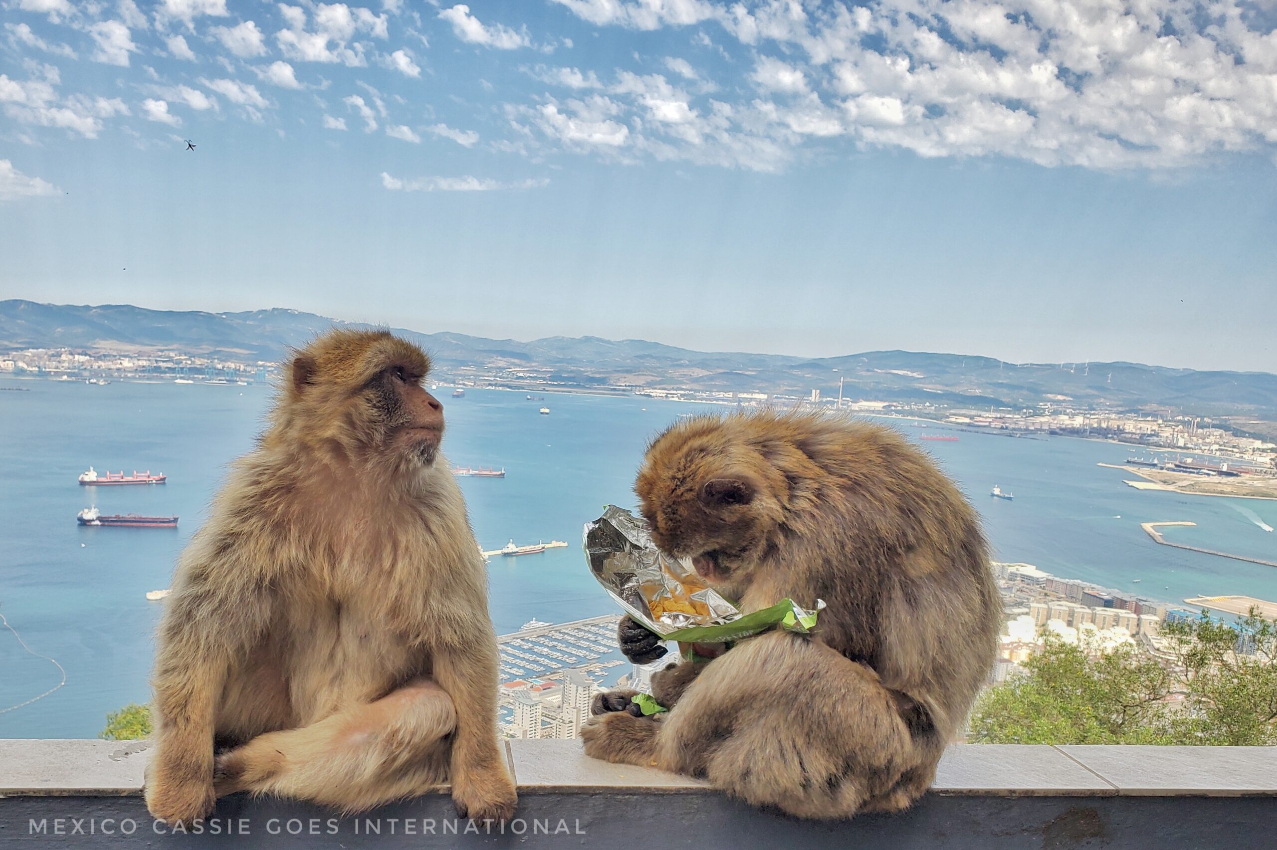 two barbary apes sitting on wall in front of ocean view. one ape has face in a bag of crisps