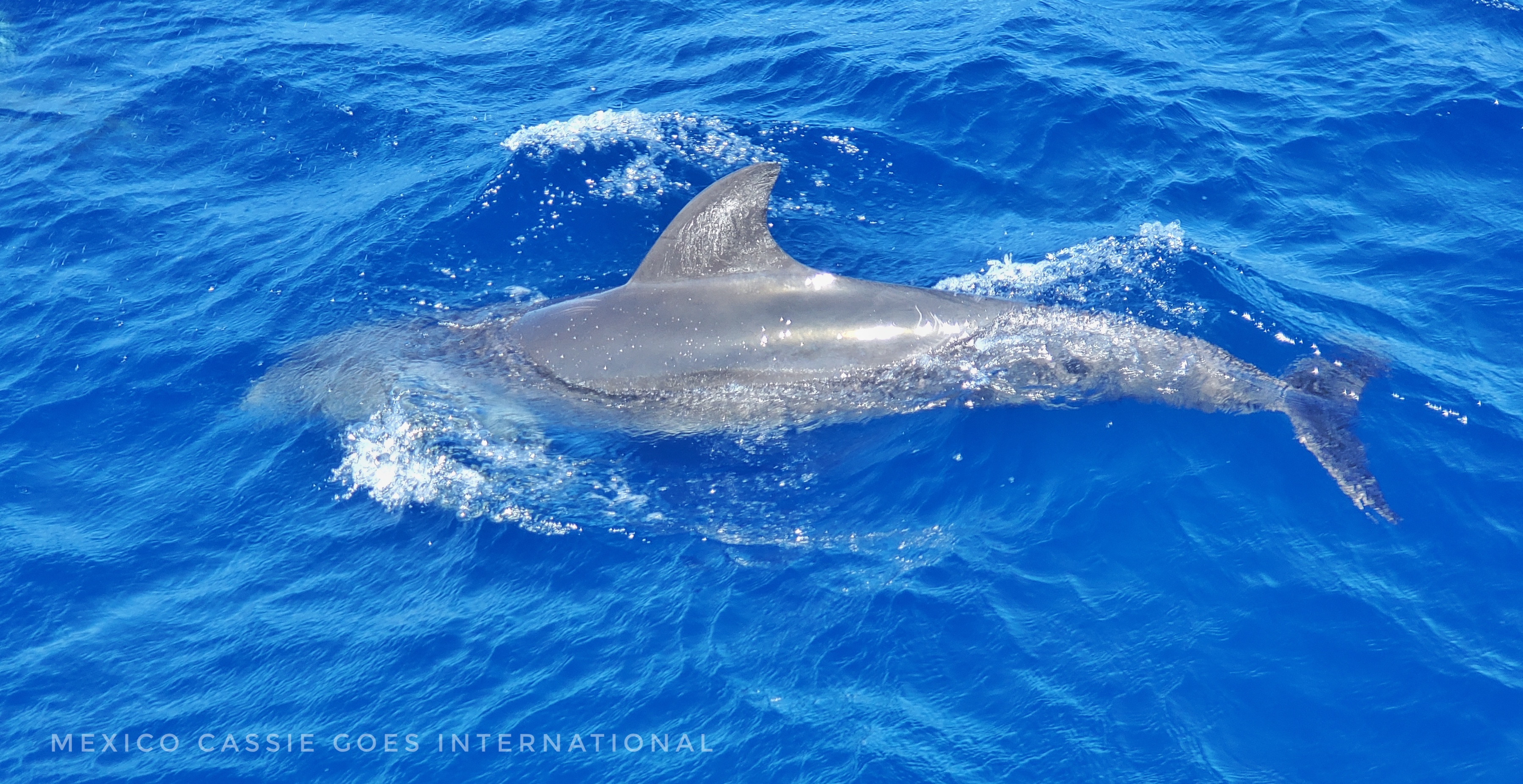 close up of a dolphin body in very blue water