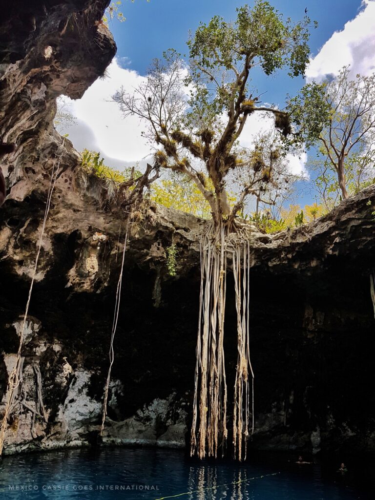 photo taken in water looking up at tree at top of cenote opening. roots of tree hanging all way down to water