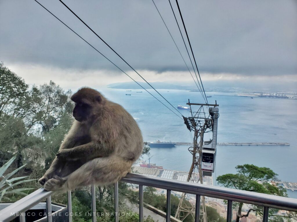barbary ape sitting on ledge with cable care arriving behind