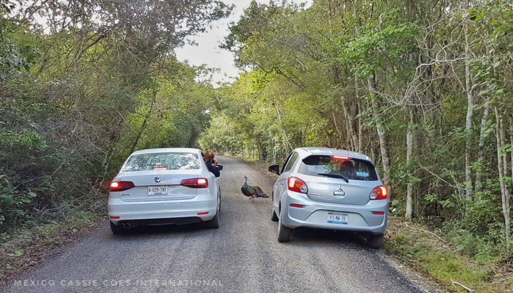 two cars stopped on road, ocellated turkey between the cars