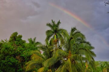 partial rainbow in dark sky over palm trees
