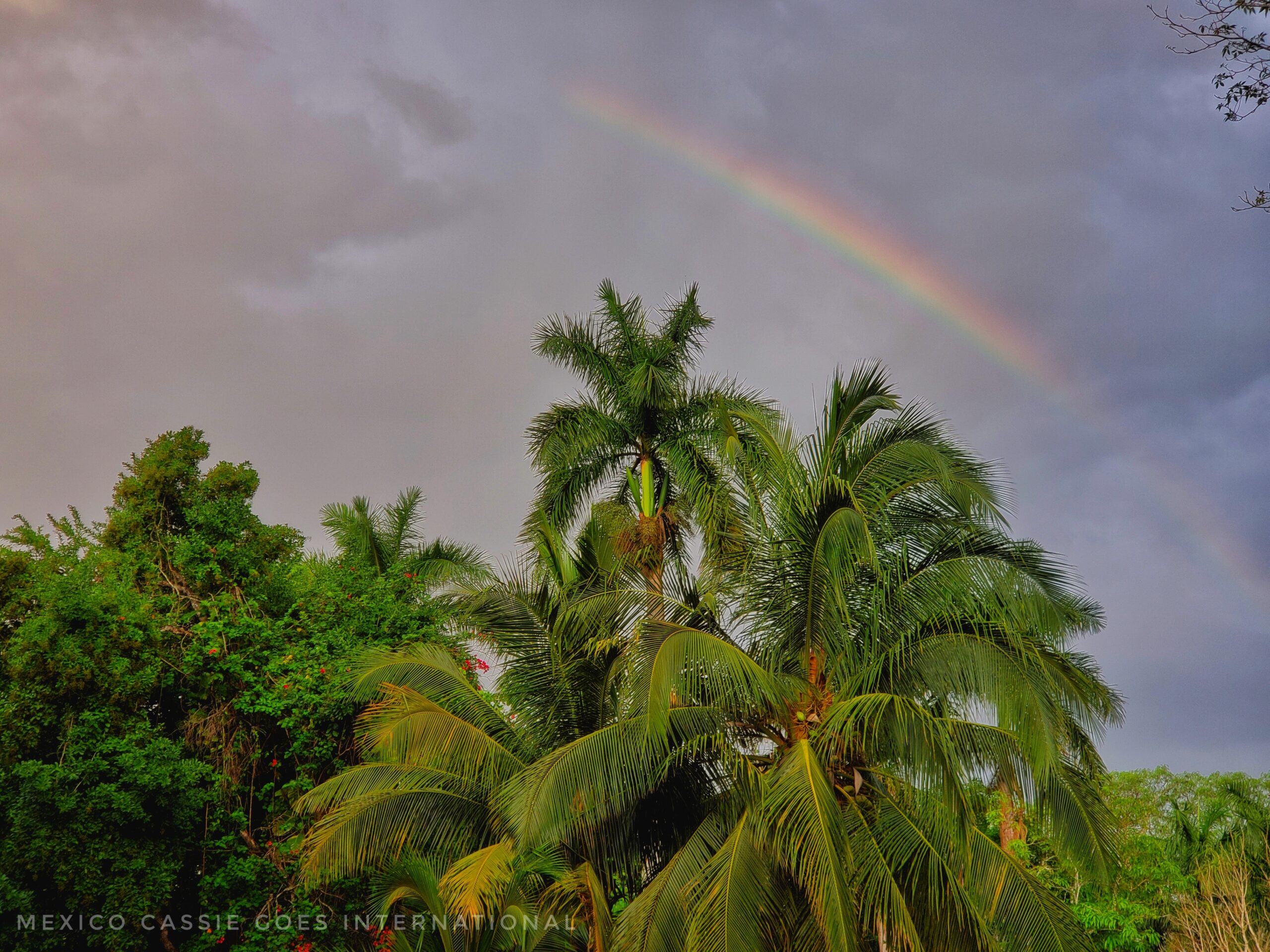 partial rainbow in dark sky over palm trees