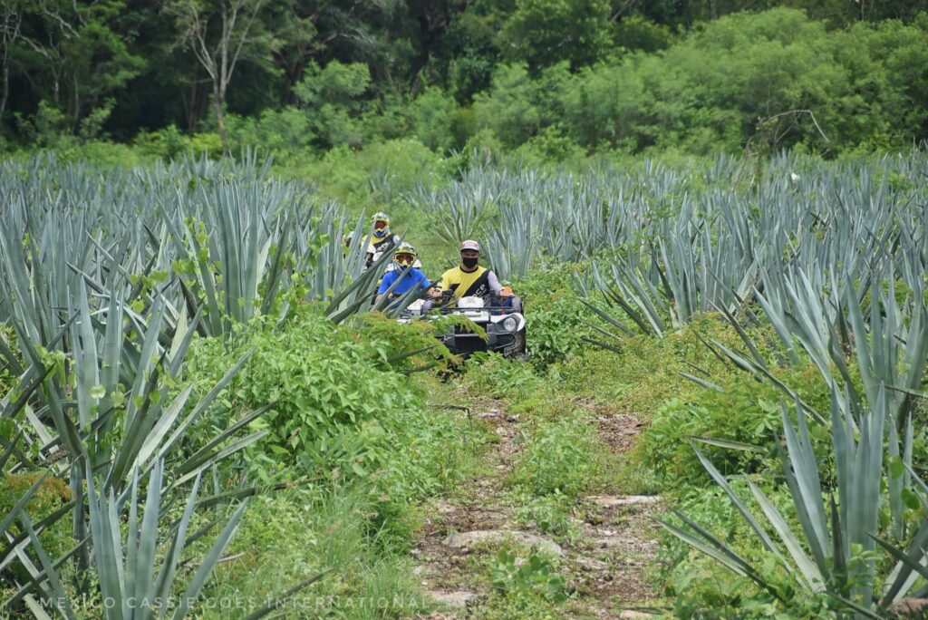 people on quad bikes coming through an agave plantation