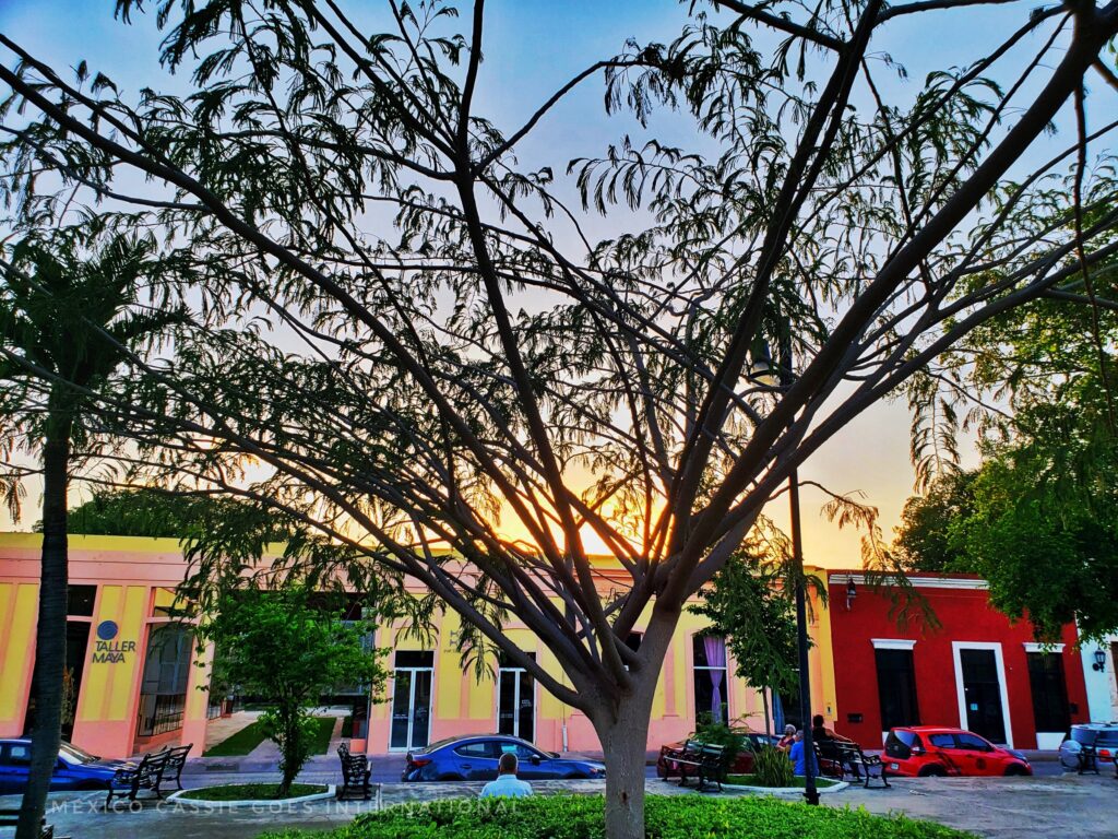 large tree in front of one storey buildings at dusk