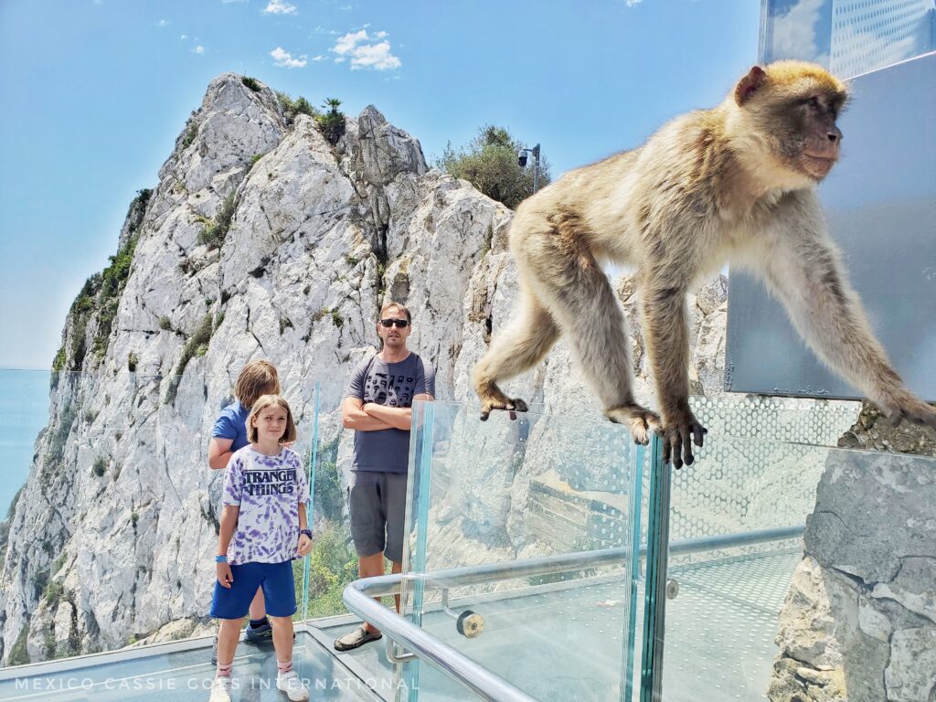 picture of a barbary ape close up, man and two kids behind and rocks behind them