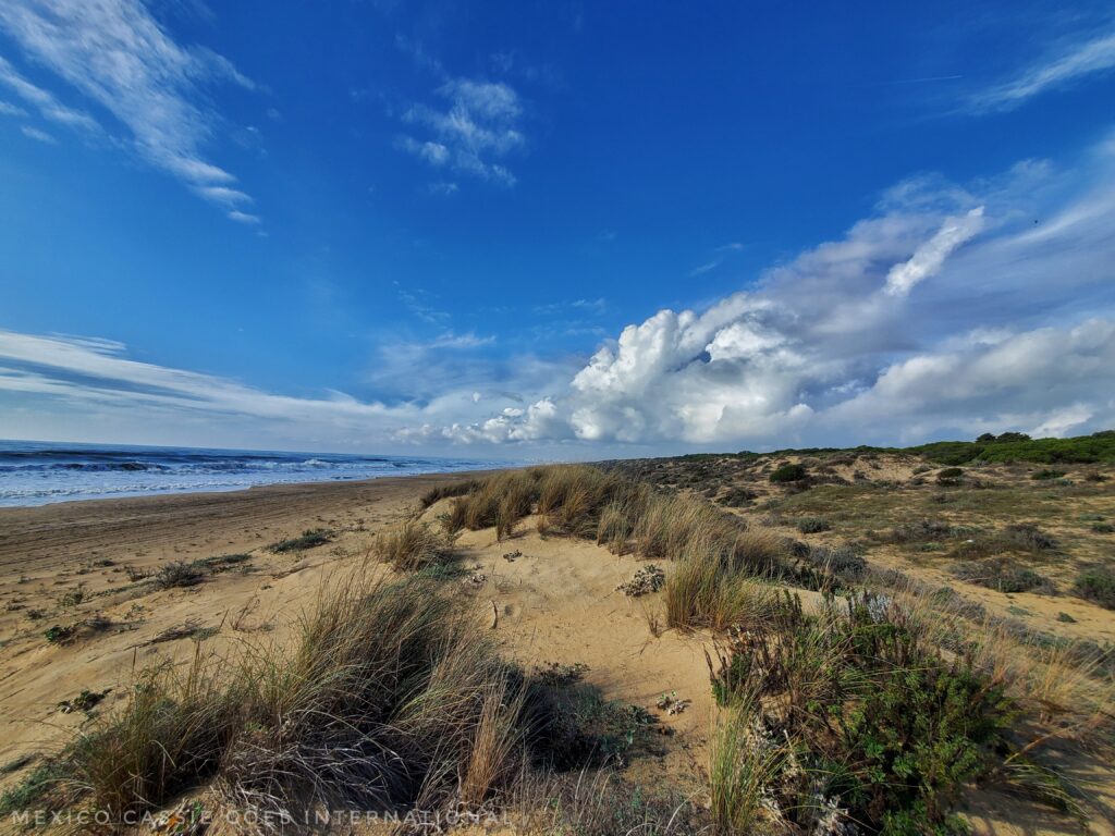 wild beach with dunes and grasses. very blue sky