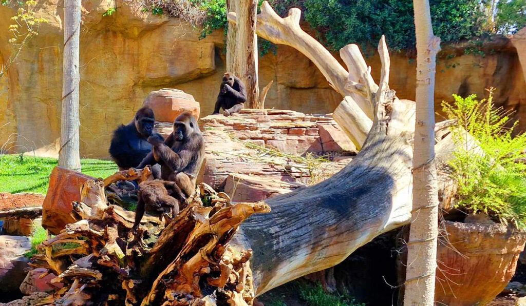 monkeys sitting on fallen logs