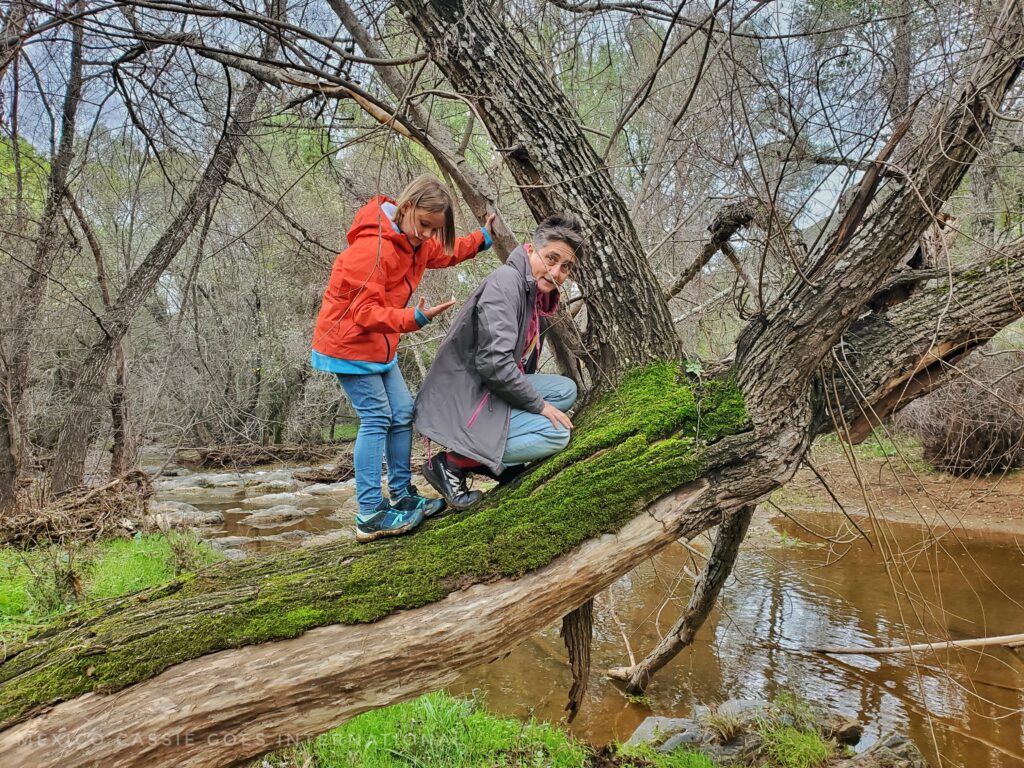kid in orange coat and adult in grey jacket standing on a fallen tree. small river below them
