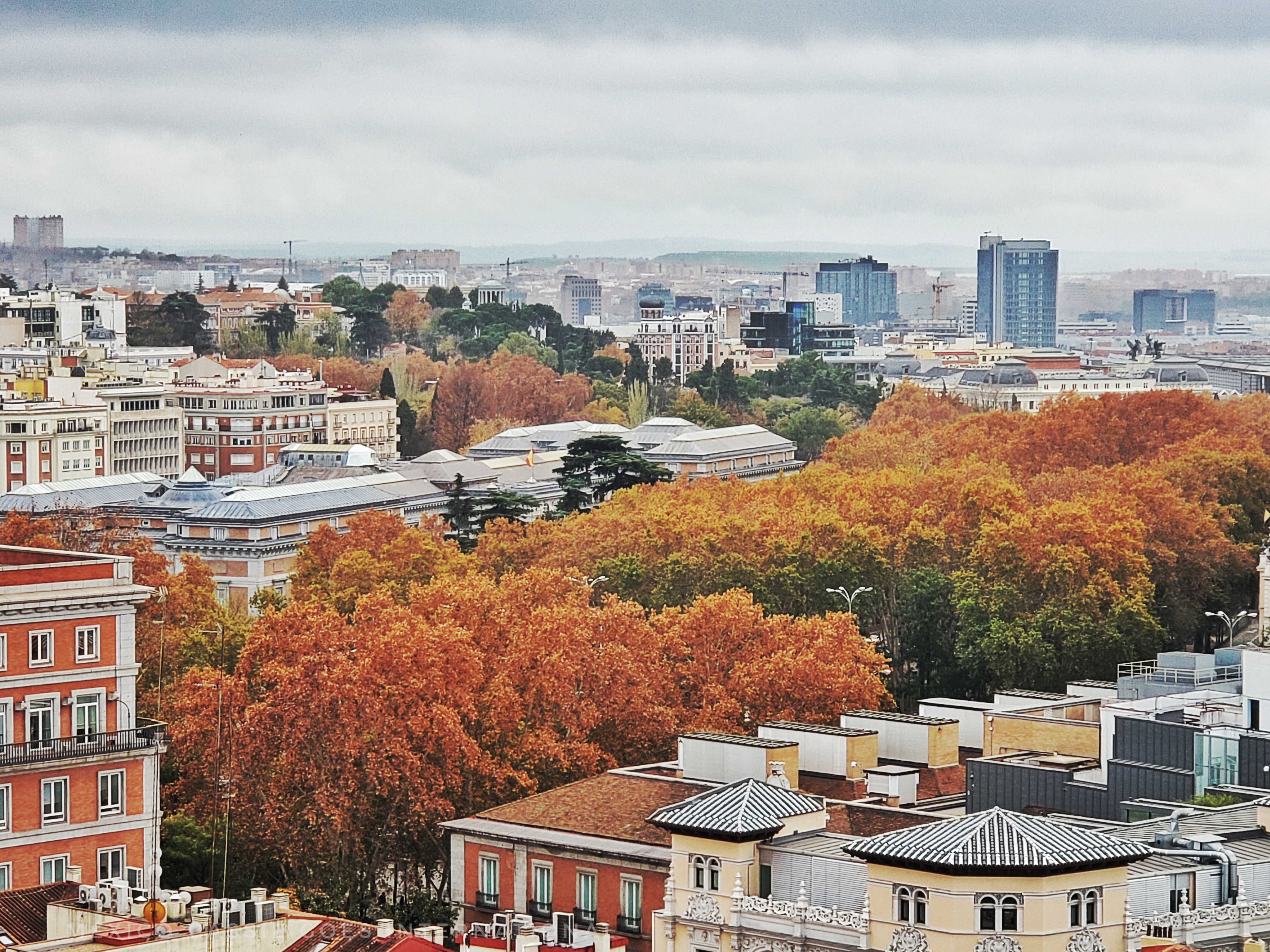 View of autumnal trees in Madrid skyline