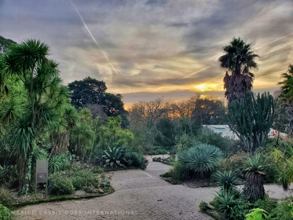 gardens at dusk - paths, green trees and shrubs