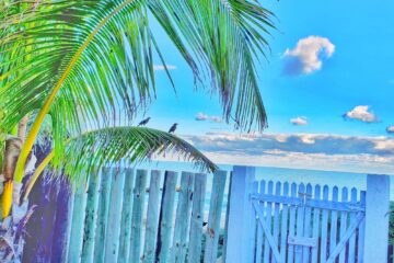 over saturated photo of a palm frond near a white gate and fence- blue sky behind