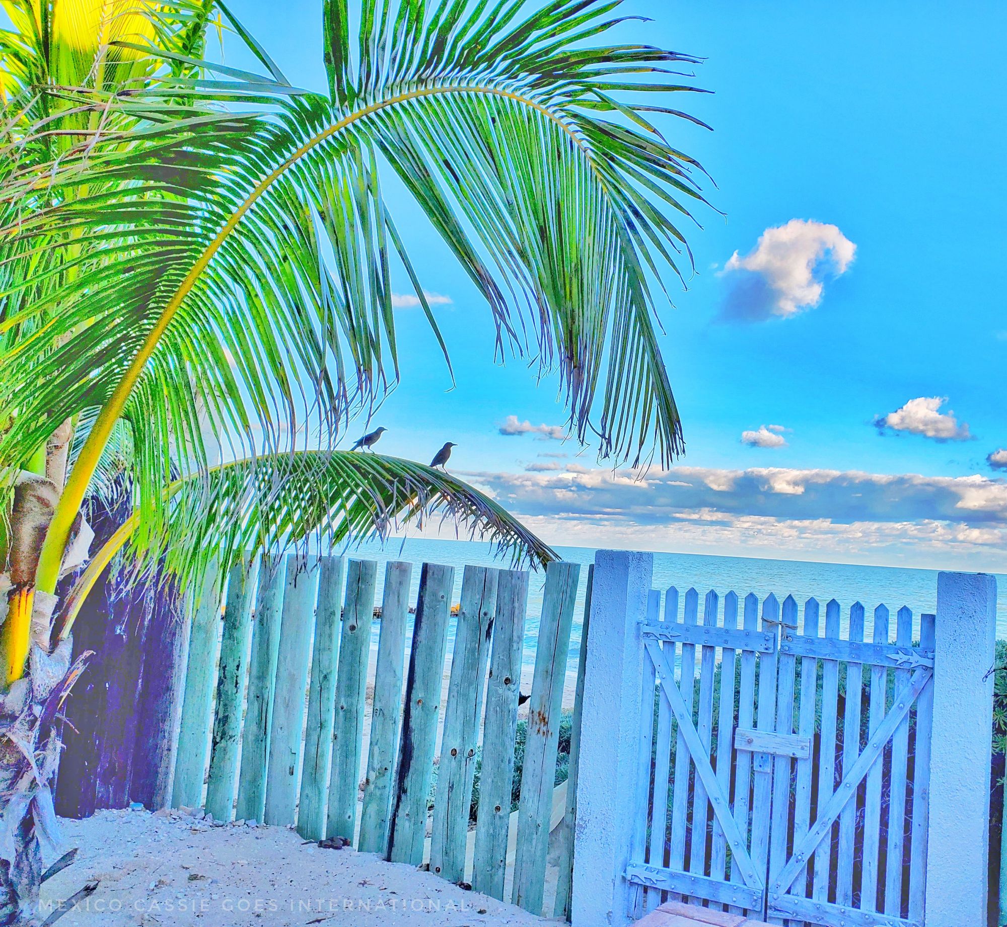 over saturated photo of a palm frond near a white gate and fence- blue sky behind