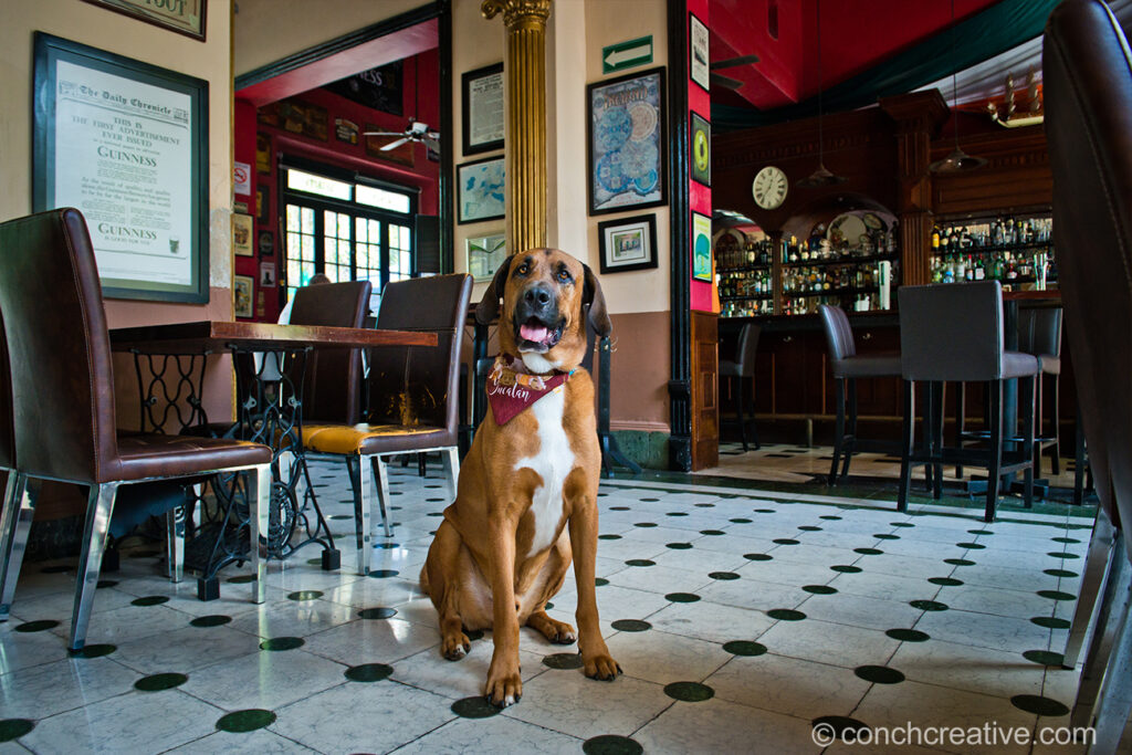 large brown dog sitting on white and black tiled flor in Hennessey's bar, Mérida