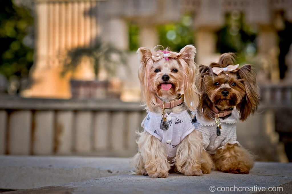 two small dogs sitting looking at the camera. both wearing white clothes