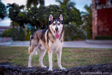 photo by Conch Creative of dog with one blue eye and one brown eye