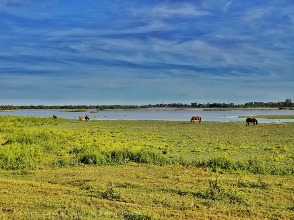 wetlands - grass, horses grazing by a lake