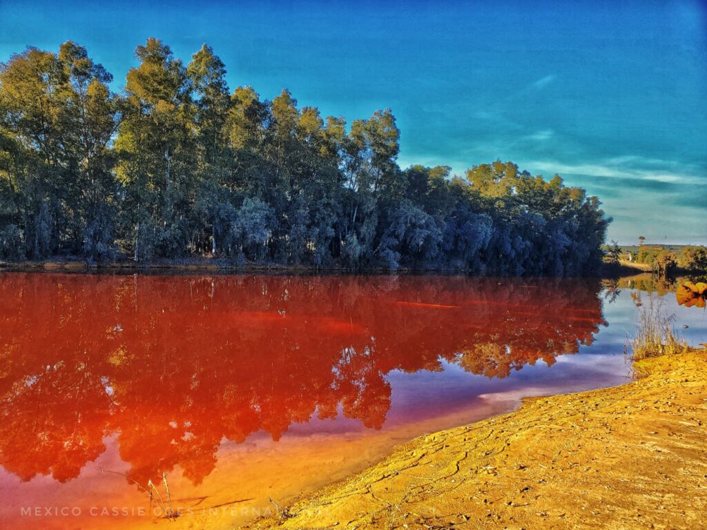 reflection of trees in red water