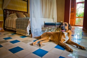 large brown dog siting on blue and white tiled floor in front of bed