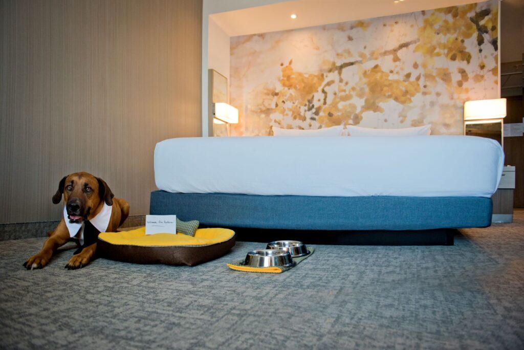 dog lying next to a hotel bed, yellow tray and water and food bowls to the right of dog