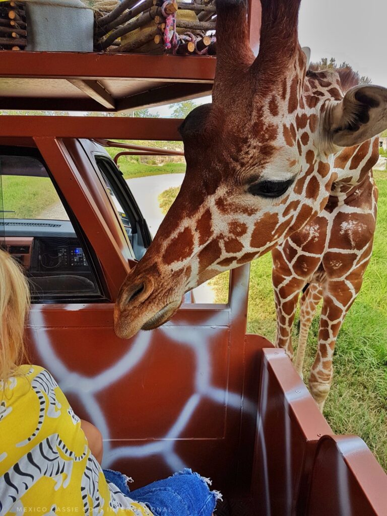 giraffe looking into an open car