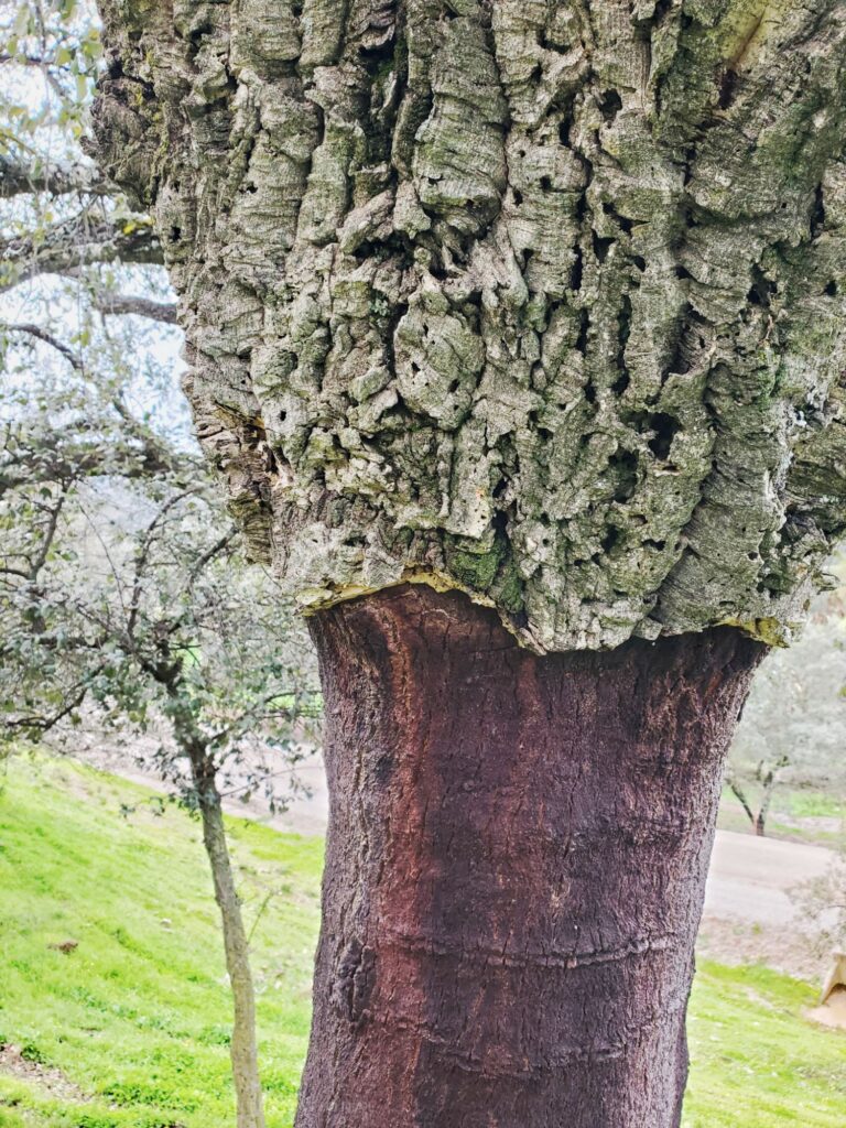 close up of a cork oak tree - cork bark top of tree, red stripped tree underneath