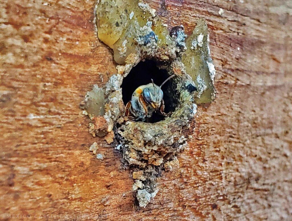 a small bee emerging from a hole in a wooden box, wax around the hole