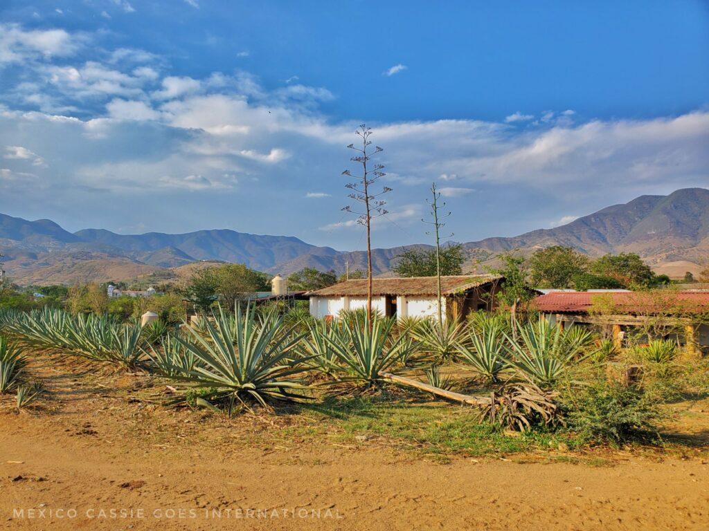 small white house (single storey) with agave plants and redish soil in front, blue sky and mountains behind