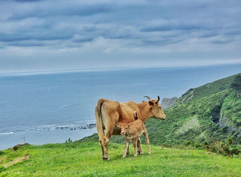 picture of a cow and calf (calf feeding) on grassy cliff overlooking ocean