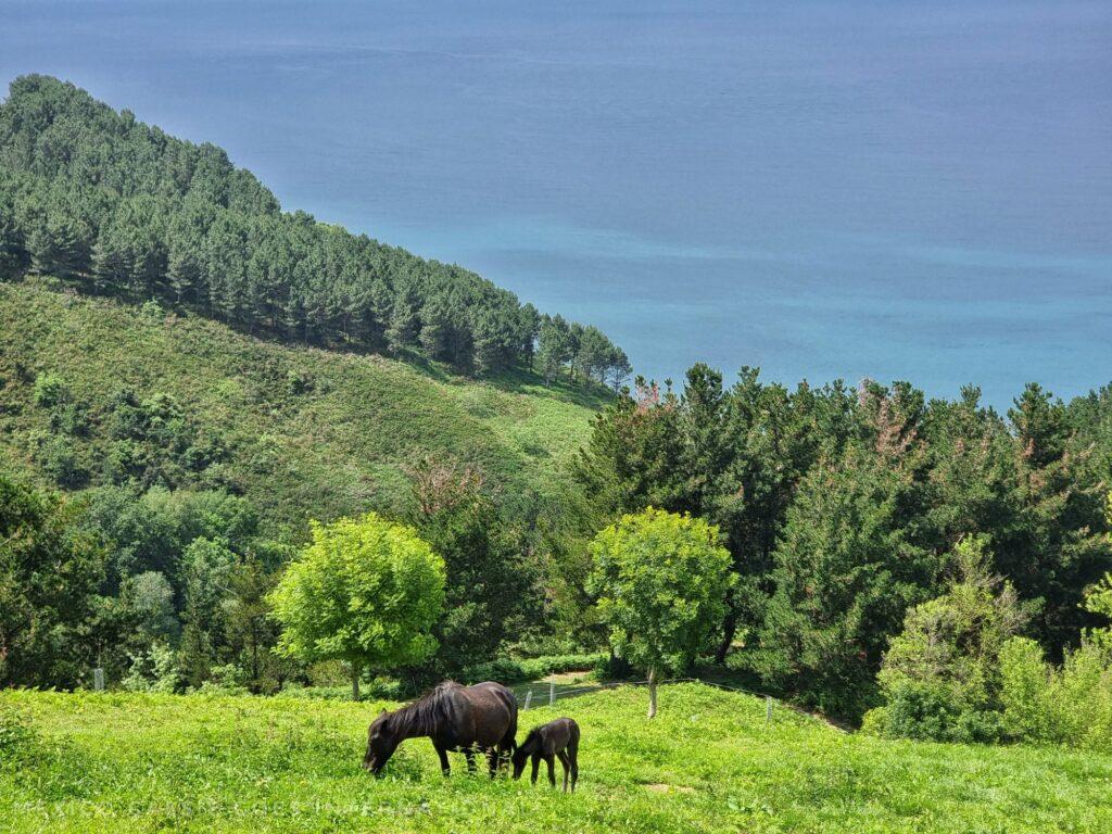 horse and foal grazing in green field, trees on hills and sea behind