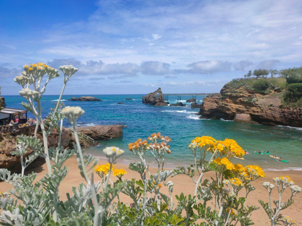 view of gentle beach, wild flowers in foreground