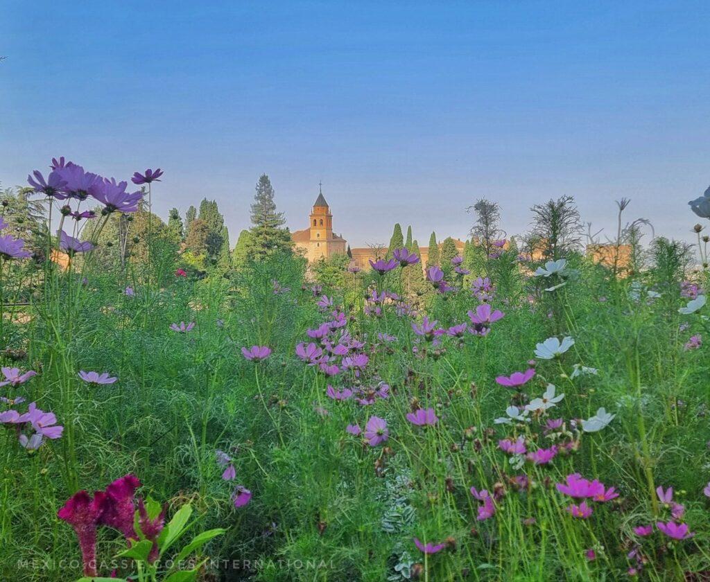 view of the Alhambra behind a field of wild flowers in bloom