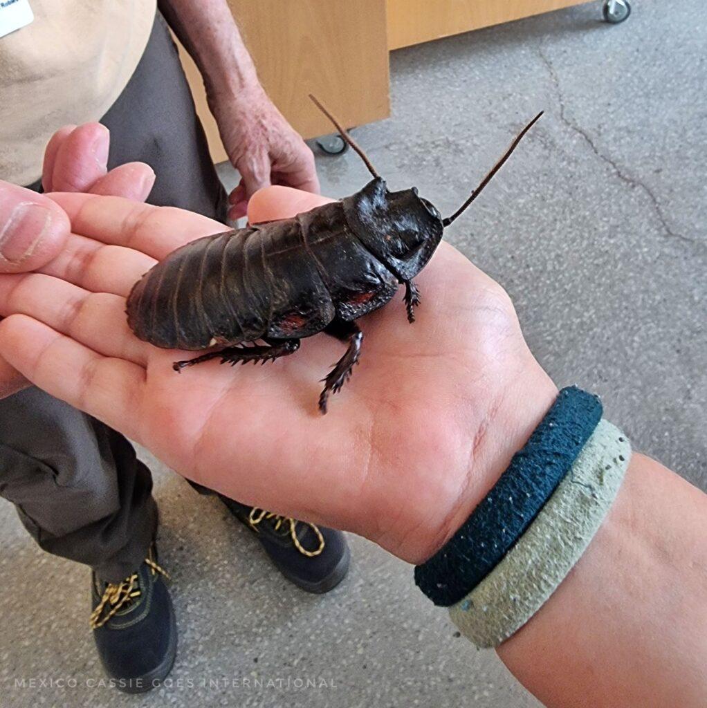 child's hand with a giant cockroach sitting on it