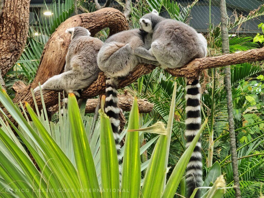 3 lemurs sitting on a branch, tails hanging down. all facing away from camera. green palm frond in front.