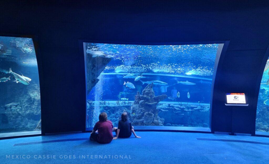 2 kids sitting on the floor in front of a large aquarium tank. photo is bathed in blue light.