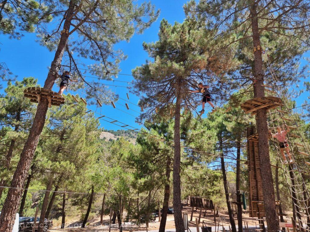 a tree top adventure, 3 kids up in the trees on platforms