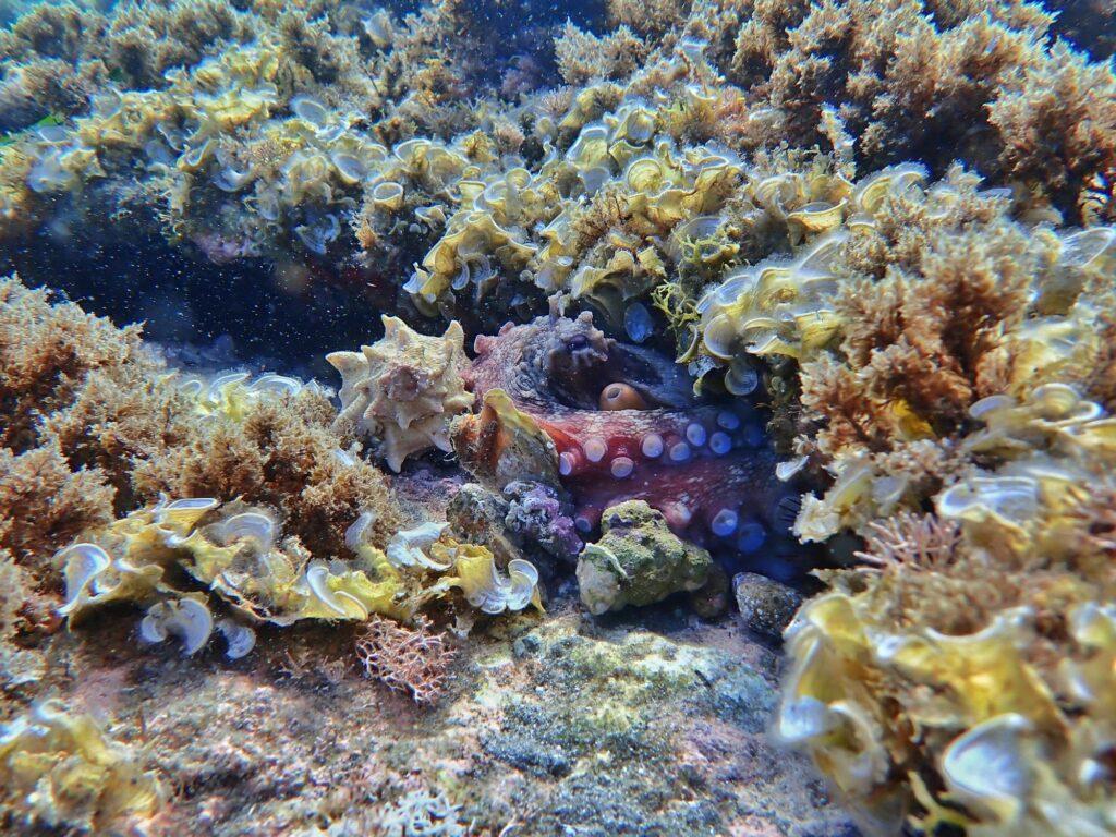 octopus hiding in a gap in the reef