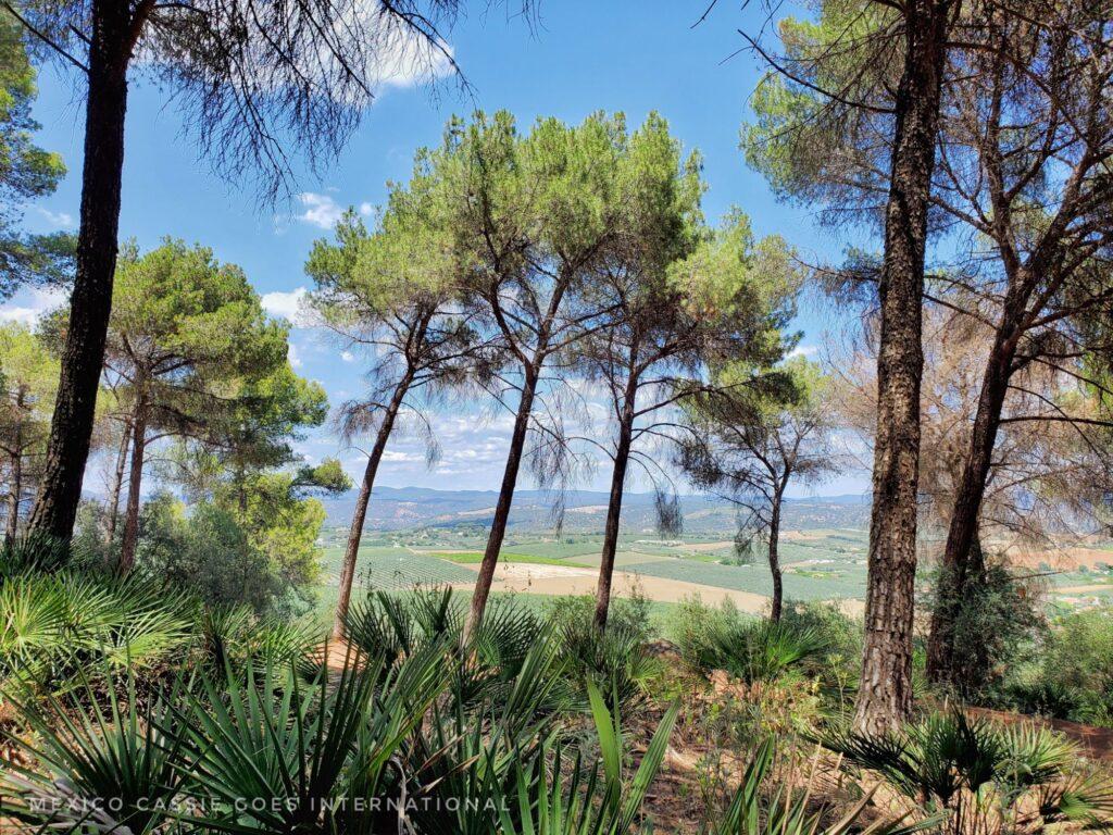 green, tall trees with fields behind