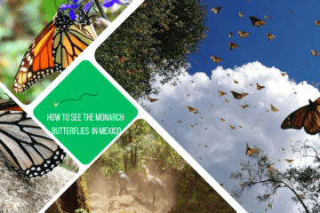 green text box: how to see the monarch butterflies in mexico. 4 photos 2 closeups of monarchs, one of a sky full of butterflies and one of a person riding a horse through a forest