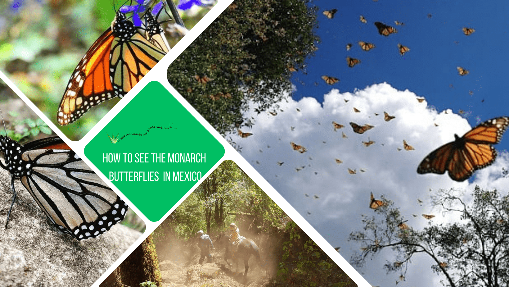 green text box: how to see the monarch butterflies in mexico. 4 photos 2 closeups of monarchs, one of a sky full of butterflies and one of a person riding a horse through a forest